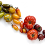 Bunte kleine Tomaten